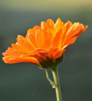 Calendula of goudbloem